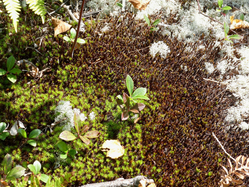 Polytrichum juniperinum